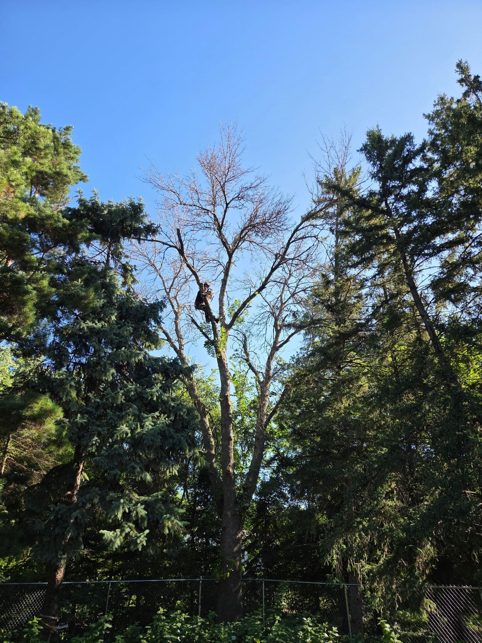 Up in the Canopy - Where the Real Work Happens image