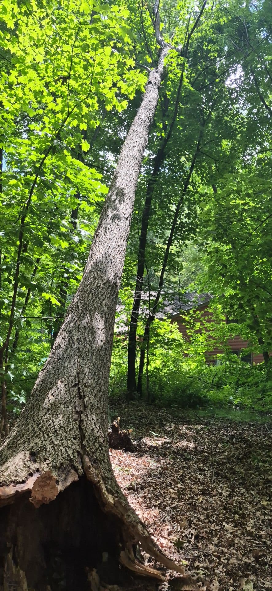 Storm Season Is Here - Don't Wait on Risky Trees image
