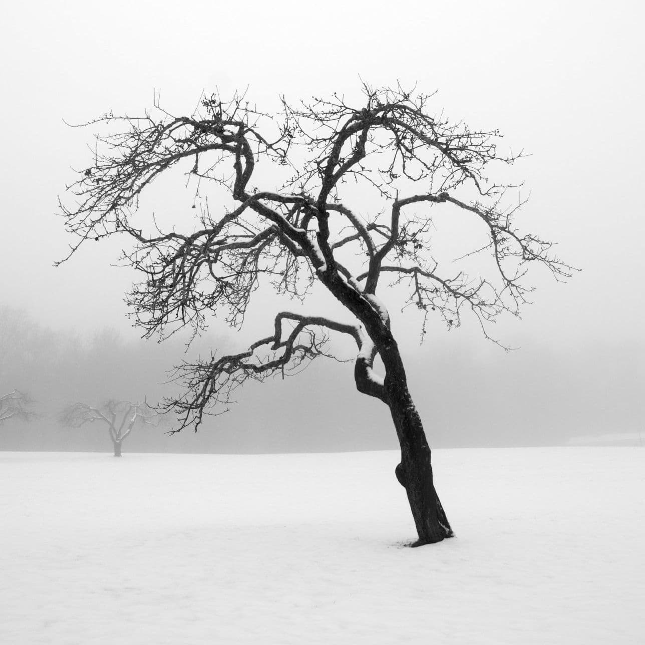 Embrace Every Season with Safe Tree Care image