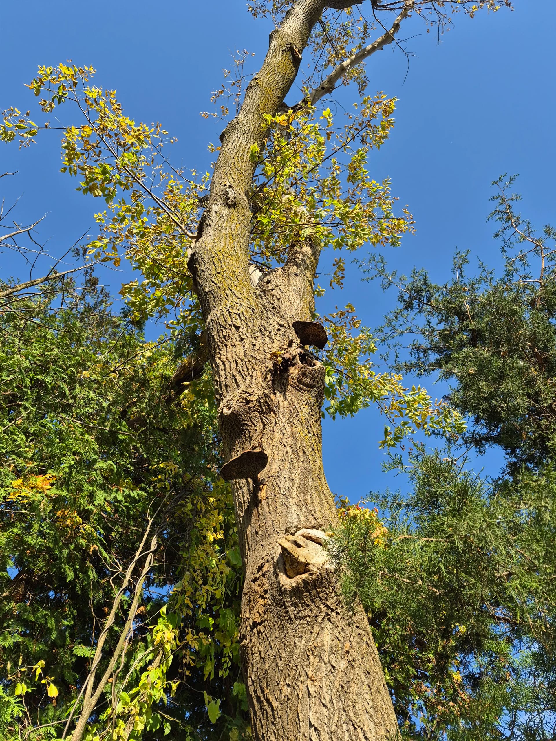 Mushrooms on a Tree Trunk Are a Red Flag You Shouldn't Ignore image