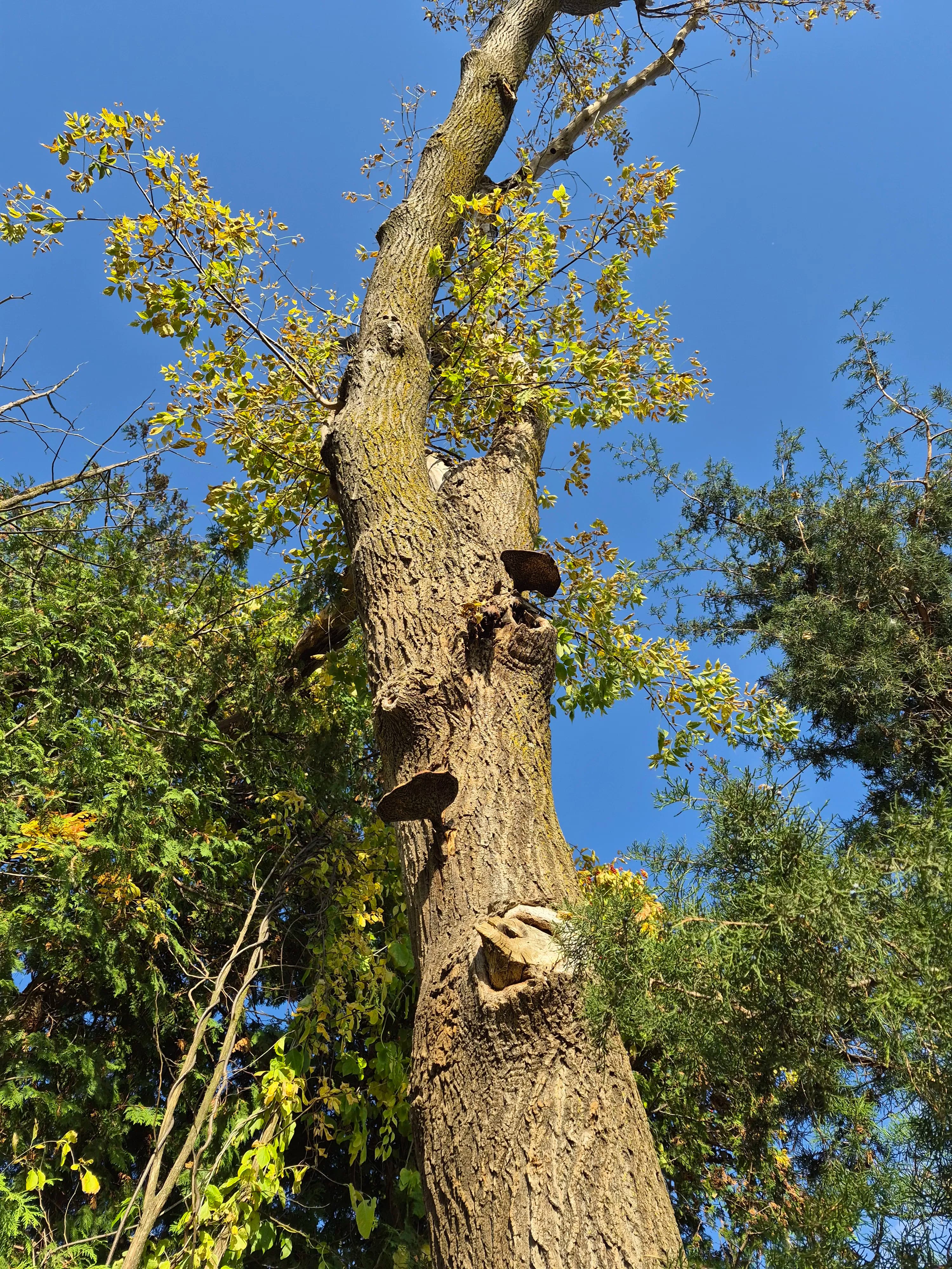 Project Mushrooms on a Tree Trunk Are a Red Flag You Shouldn't Ignore image