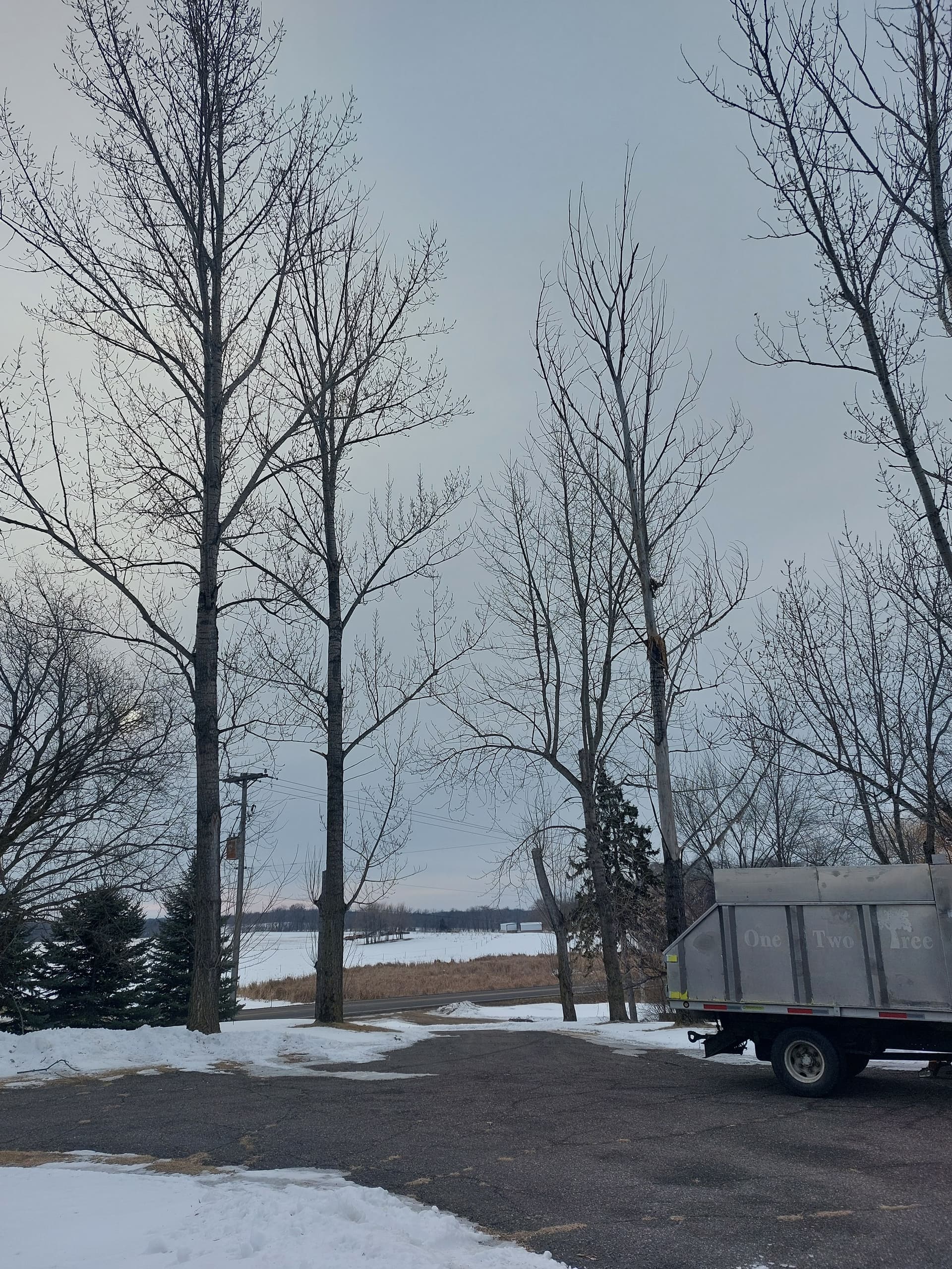 Aspen Removal in Buffalo MN
