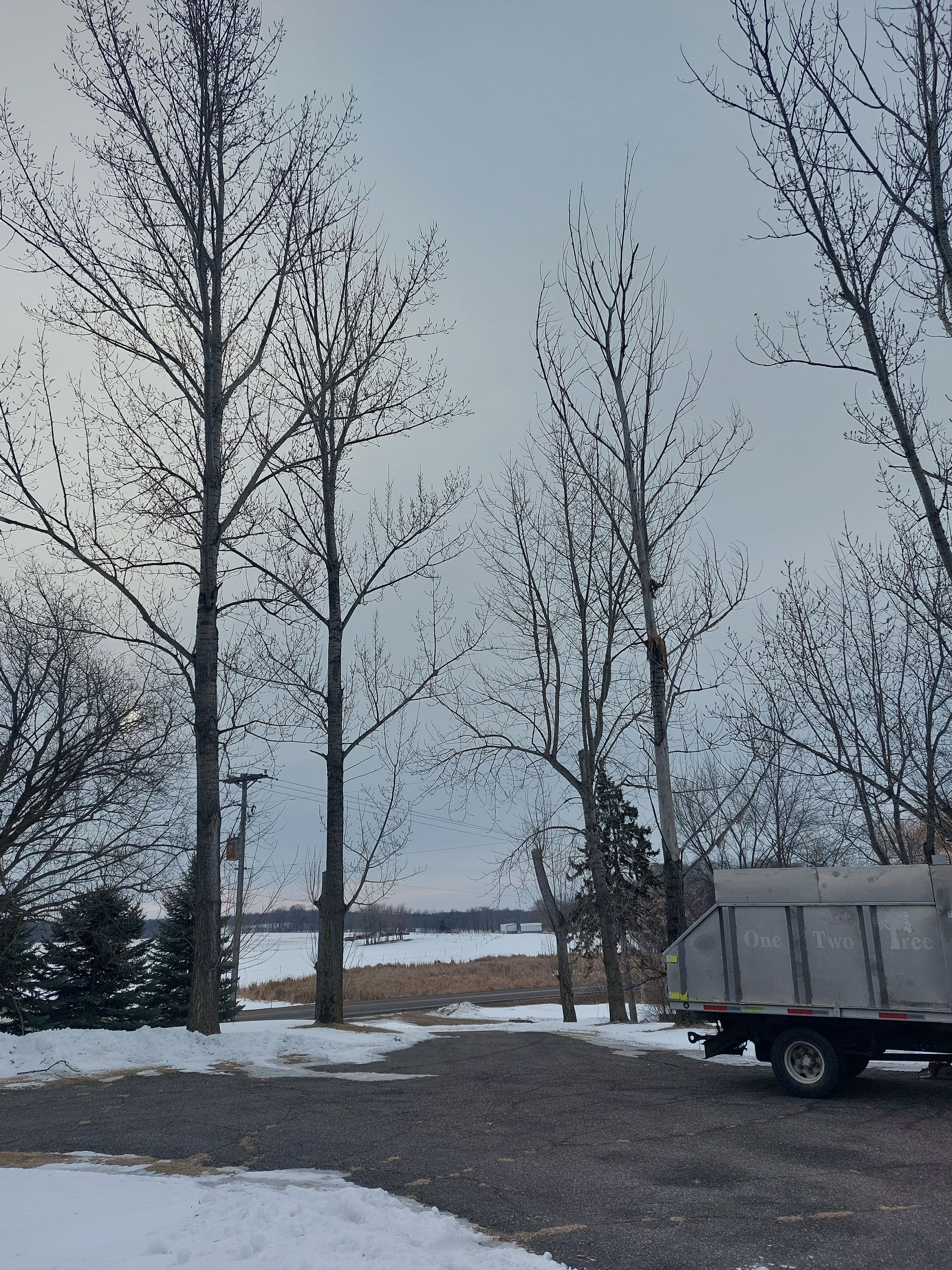 Project Aspen Removal in Buffalo MN image