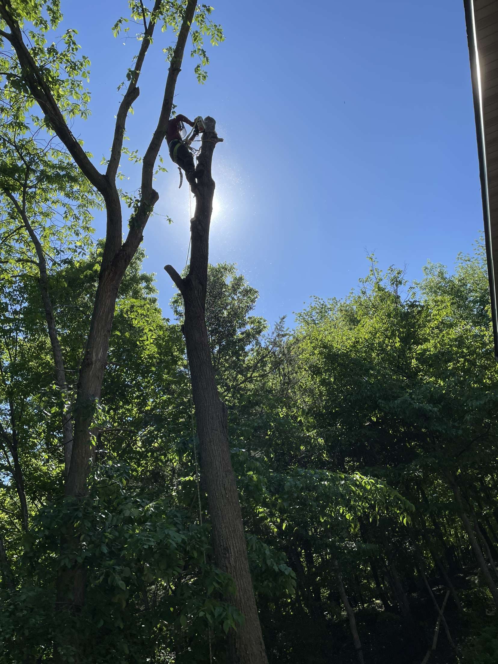 Tree Care Excellence Under the Summer Sun image