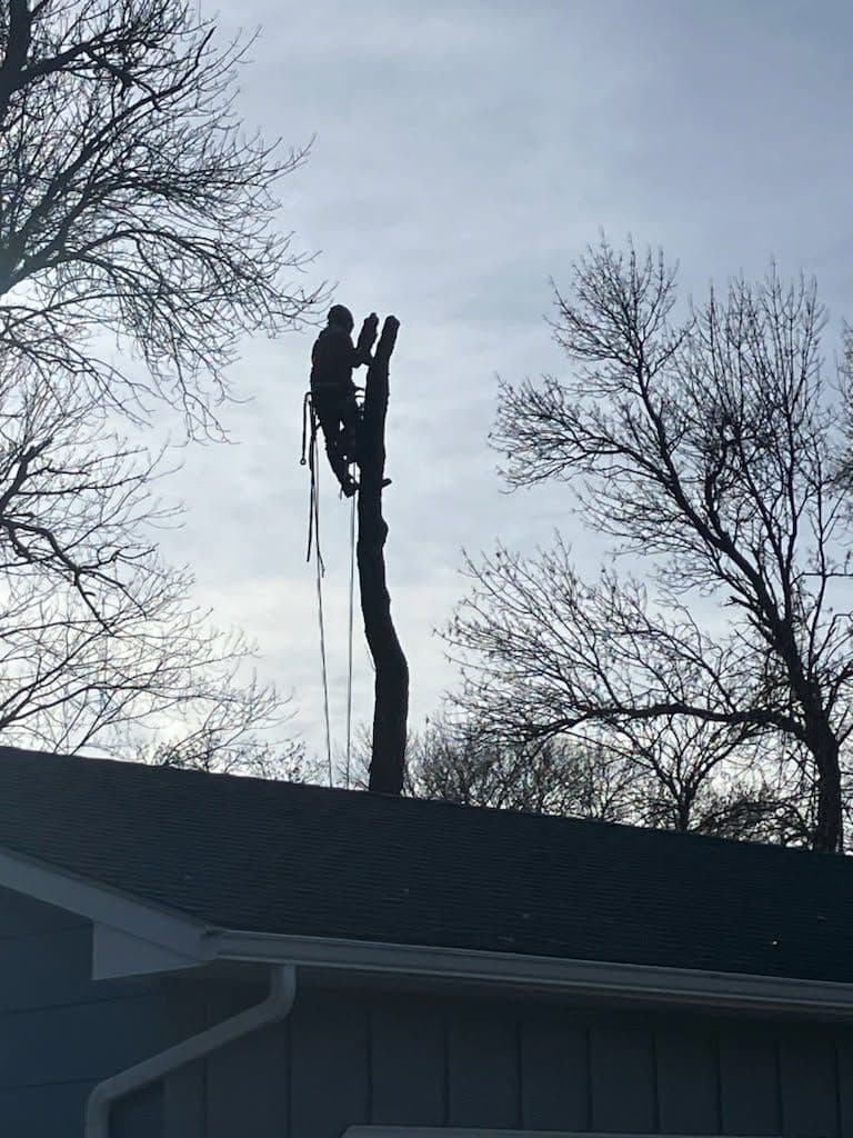 Project Tree Safety in St. Michael with Expert Removal Techniques image