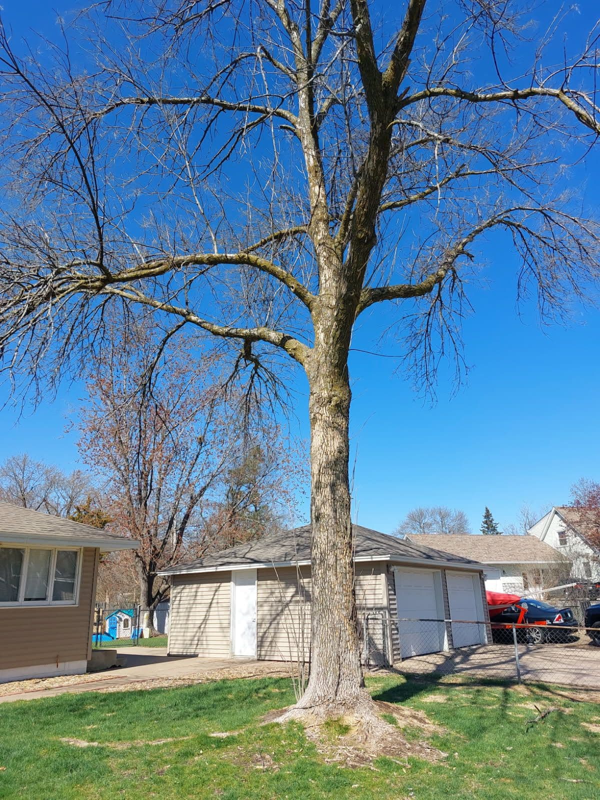 Project Dealing with the Emerald Ash Borer Problem image