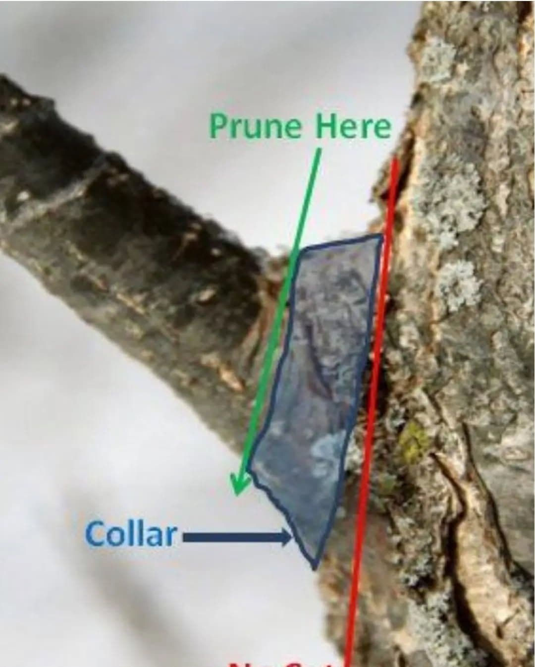 Master the Art of Pruning Trees Safely and Effectively