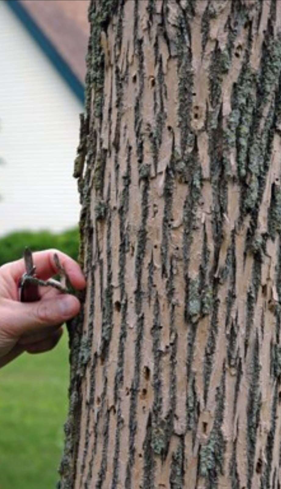 Project Spotting Emerald Ash Borer Infestations image