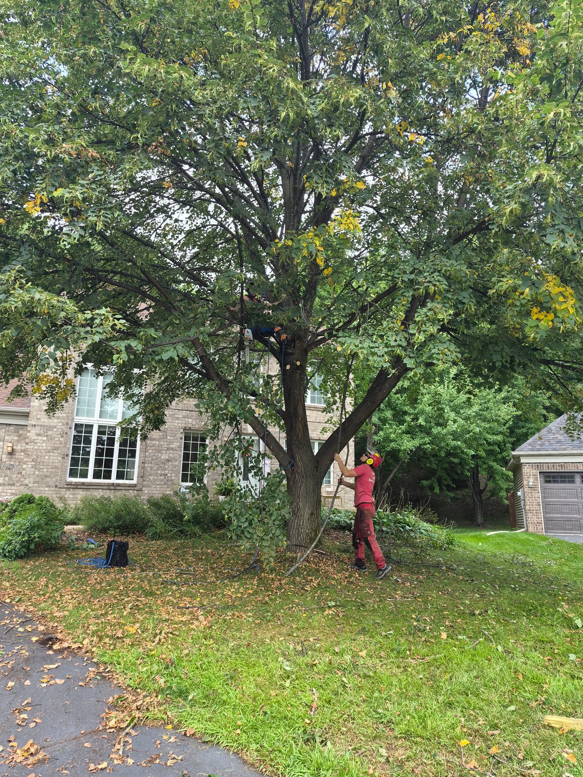 Our Crew Makes Tough Tree Work Look Easy image