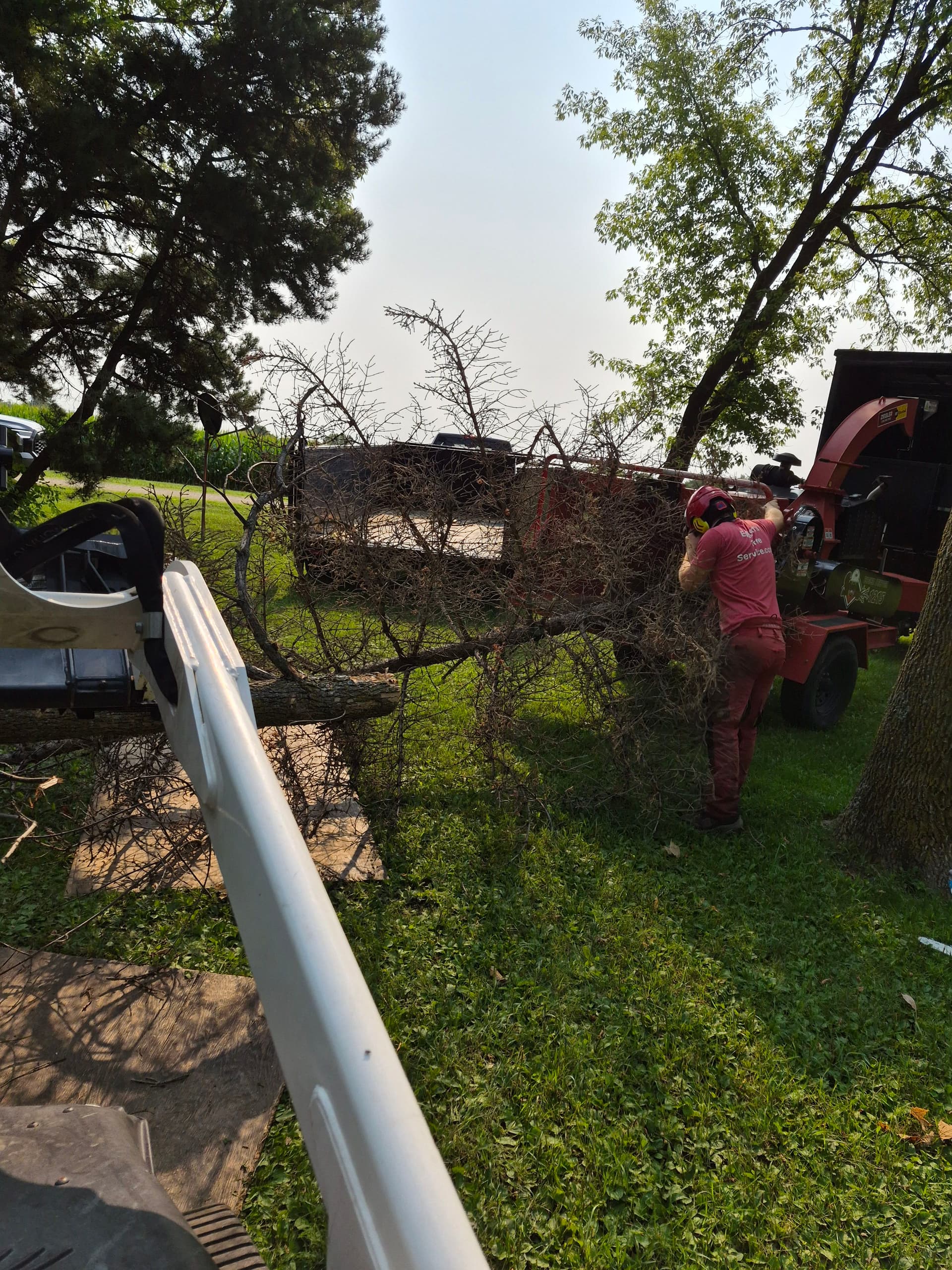 10 Trees Down in St. Michael - Here's How It Went image