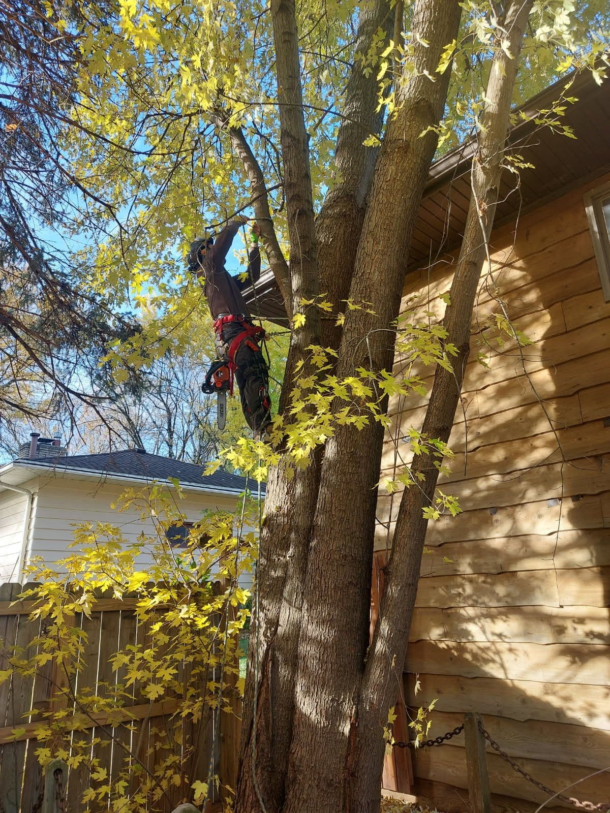 Ensuring Home Safety with Professional Tree Trimming image